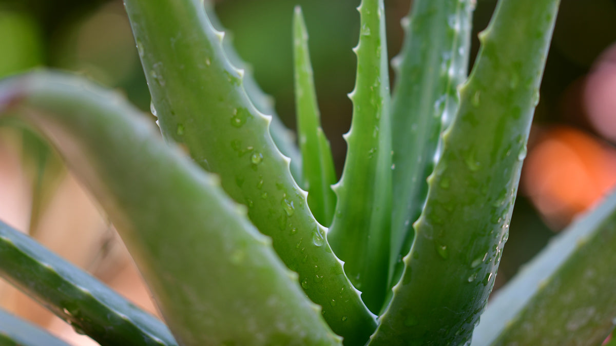 aloe barbadensis leaf juice