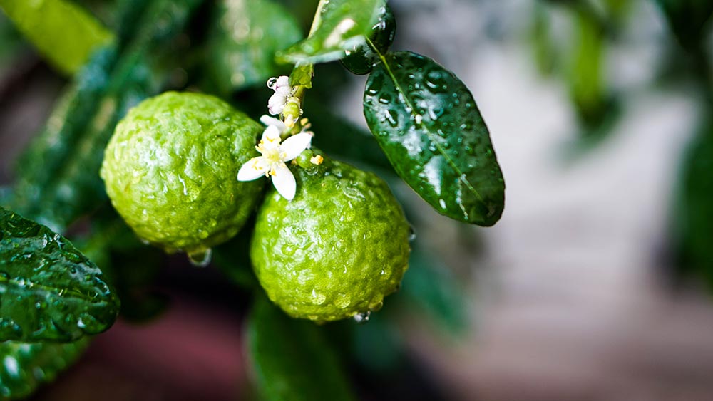 what is bergamot essential oil