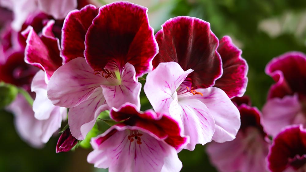 Geraniol is derived from geranium