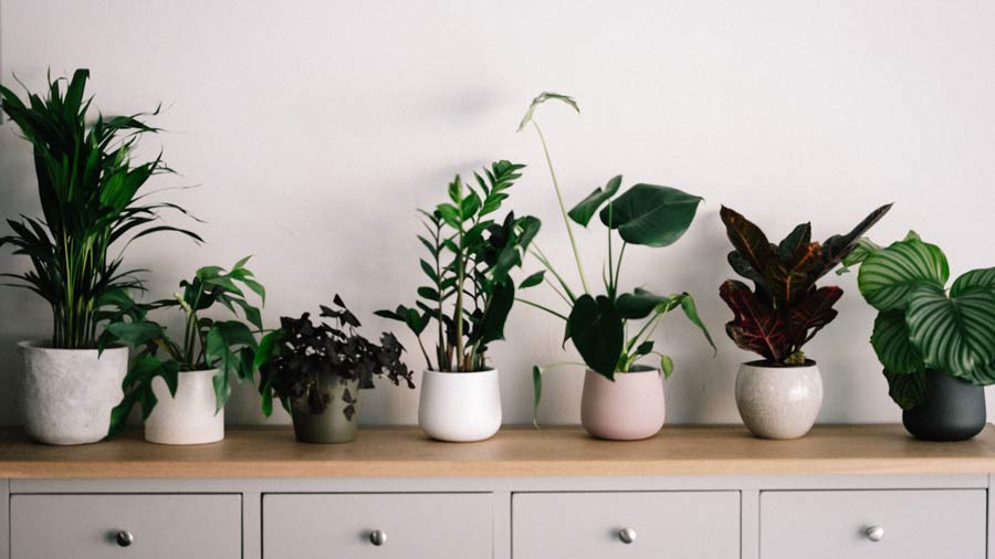 wiping down houseplants