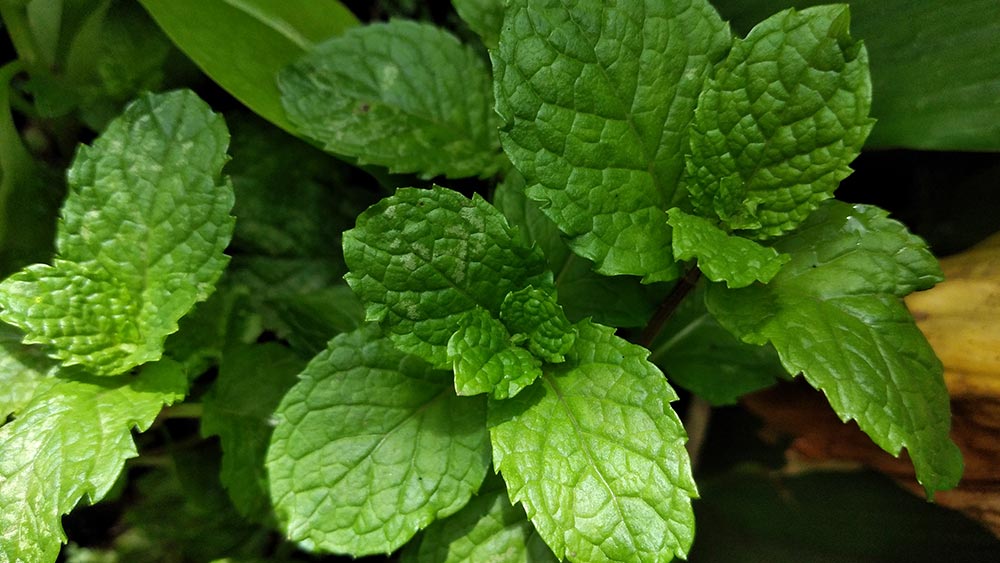 mentha piperita oil