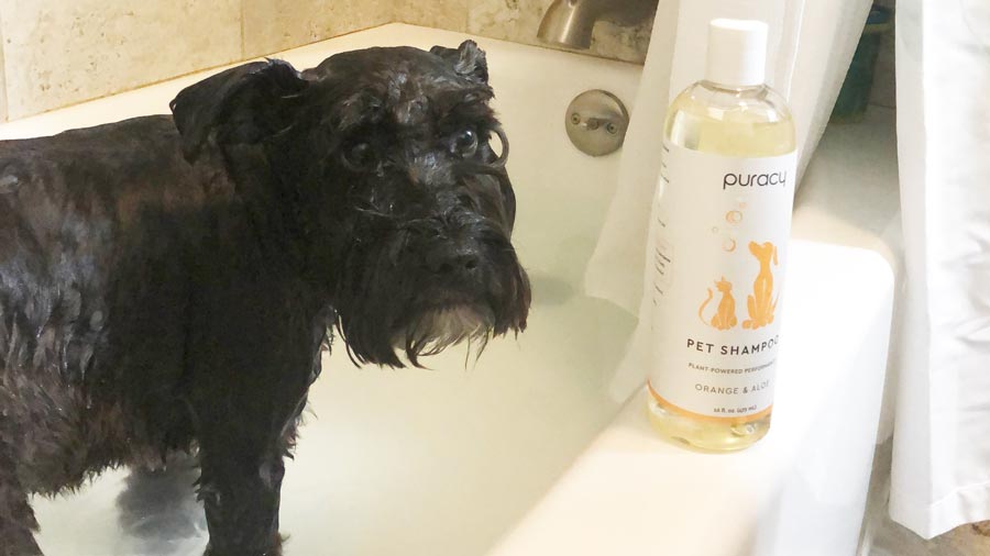 natural dog shampoo