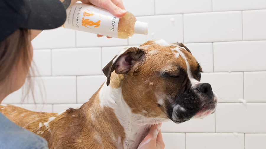 Puracy Pet Shampoo