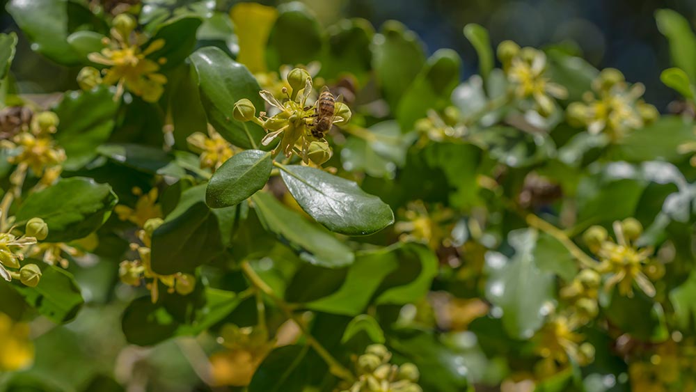 Quillaja Saponaria (soapbark) extract