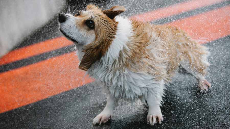 microfiber pet towel